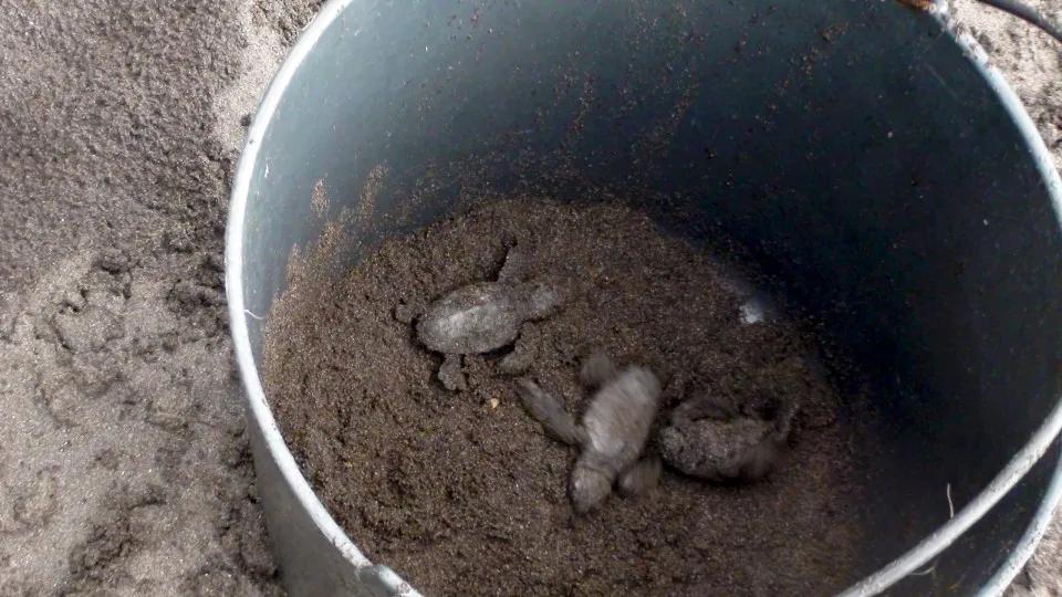 Cabo Verde procura monitores e voluntários para proteger tartarugas marinhas