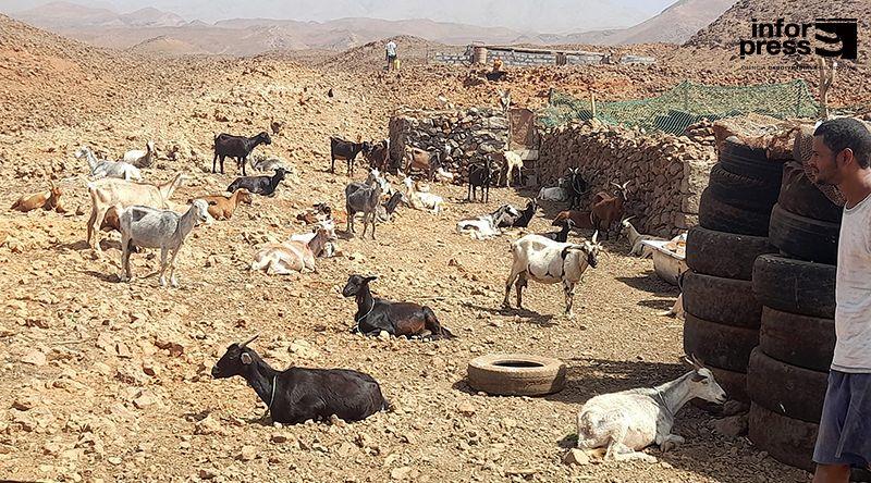 Porto Novo: Criadores de gado denuncia estado de abandono da lixeira municipal