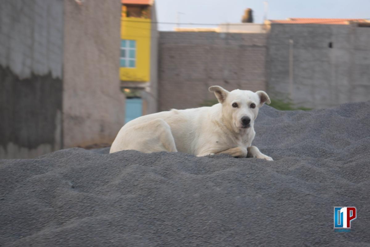 Cão é o melhor amigo do homem há mais tempo do que se pensava