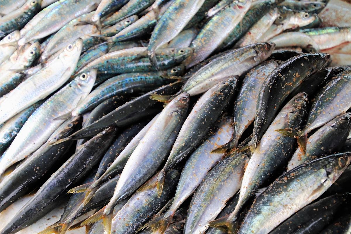 Cabo Verde: Governo divulga medidas apoiar pesca artesanal