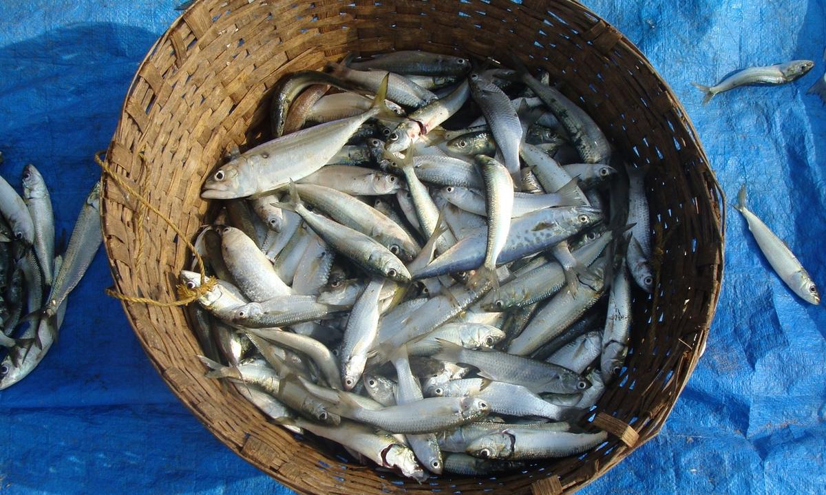 Cabo Verde: Primeiro-ministro recebeu secretário da Comissão Sub-Regional das Pescas