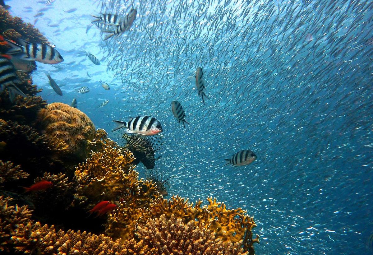 Cabo Verde: Conferência da Década do Oceano termina com apelo à preservação marinha