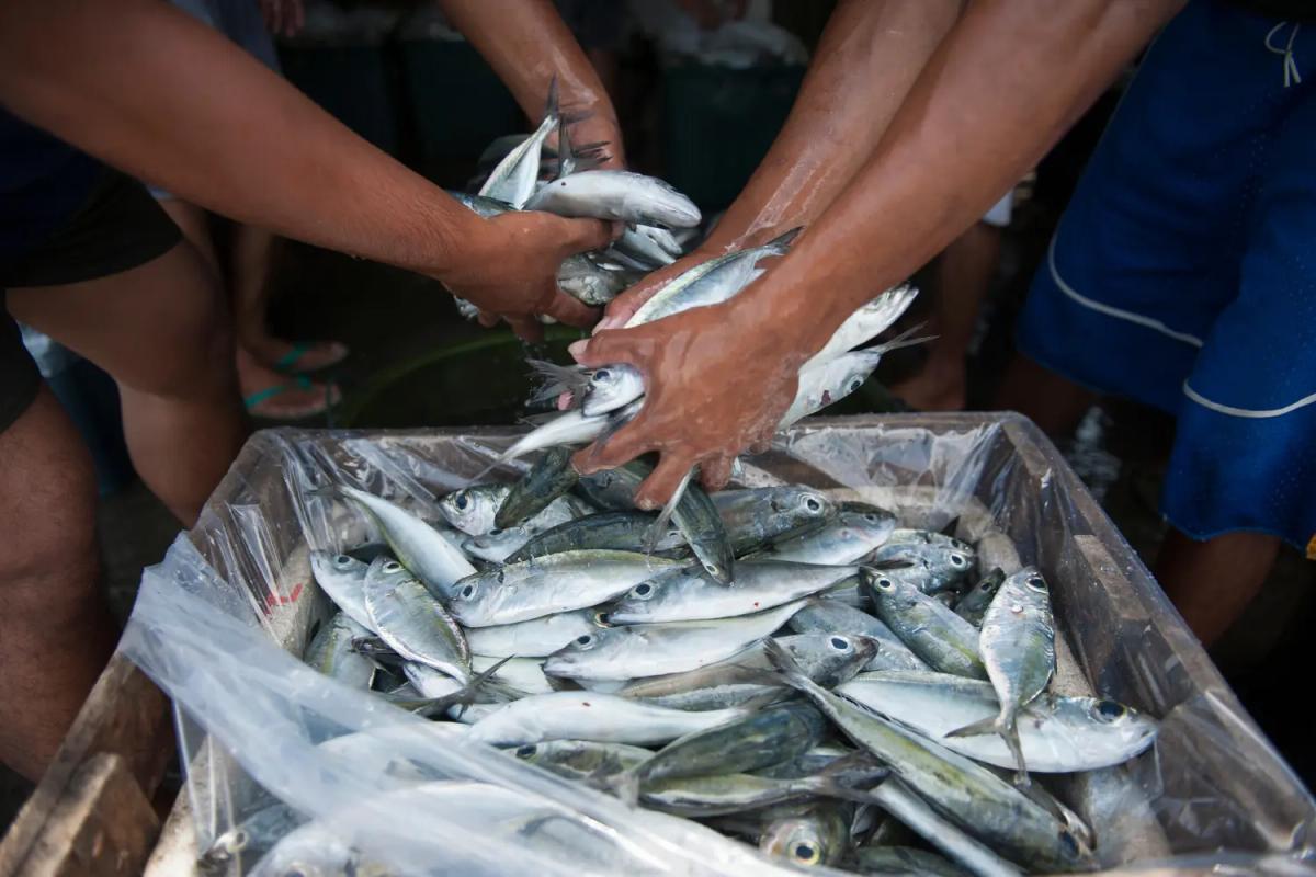 Cabo Verde: Governo diminui em 10% preço do gasóleo para a pesca