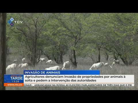 Agricultores denunciam invasão de propriedades por animais à solta e pedem intervenção