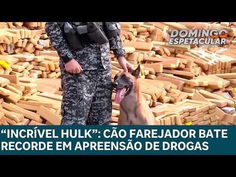 Conheça o cão farejador responsável pela maior apreensão de drogas do Brasil