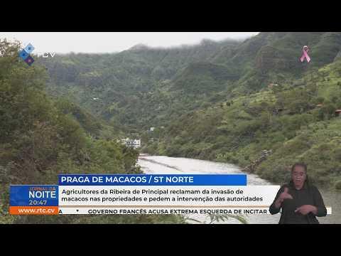 Agricultores de Ribeira Principal denunciam invasão de macacos e pedem intervenção das autoridades