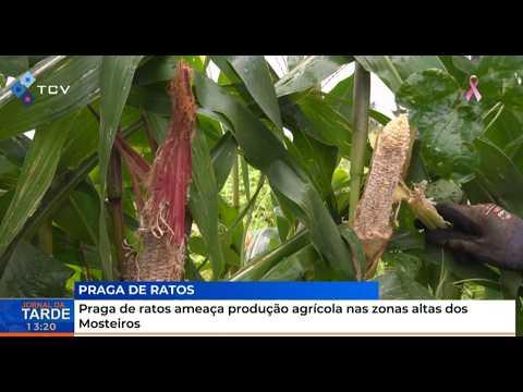 Praga de ratos ameaça produção agrícola nas zonas altas dos Mosteiros