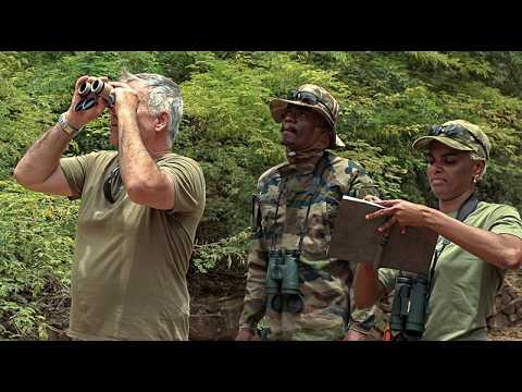 Situação Crítica dos Macacos em Cabo Verde Sem Proteção Legal