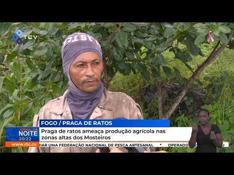Praga de ratos ameaça produção agrícola nas zonas altas dos Mosteiros