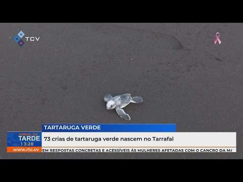 73 crias de tartaruga verde nascem no Tarrafal