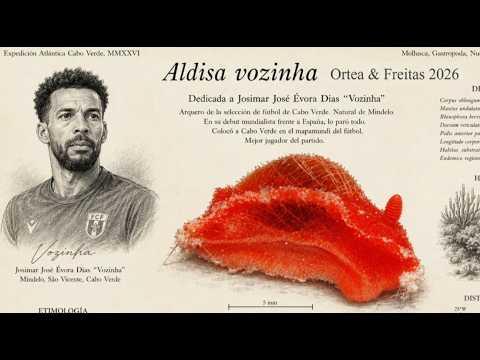 Ciência Homenageia Vozinha com Nova Espécie de Molusco