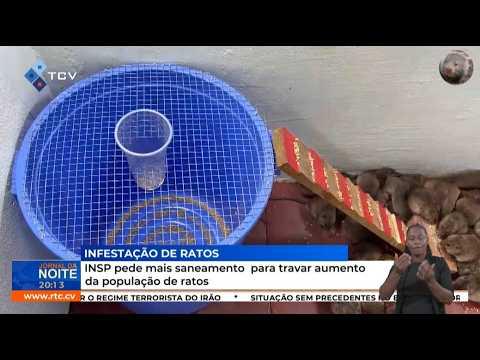 INSP pede mais saneamento para travar aumento da população de ratos