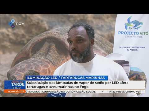 Substituição das lâmpadas de vapor de sódio por LED afeta tartarugas e aves marinhas no Fogo