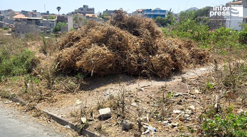 Santiago Norte: Agricultores admitem reduzir áreas de cultivo devido à escassez de mão-de-obra e incerteza das chuvas