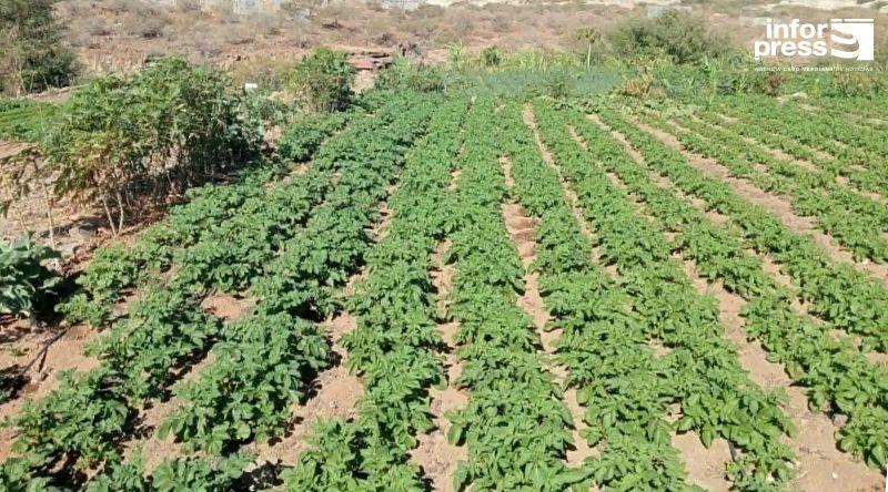 Imigração Não Resolve Falta de Mão-de-Obra em Santiago Norte
