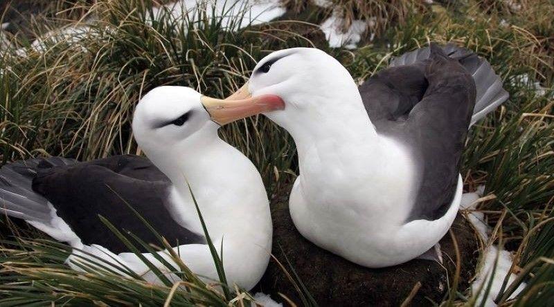 Estudo detecta microplásticos e químicos em aves marinhas subantárticas