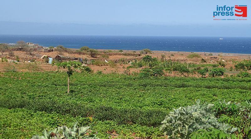 Porto Novo/Casa de Meio: Agricultores preocupados com a praga do tomateiro