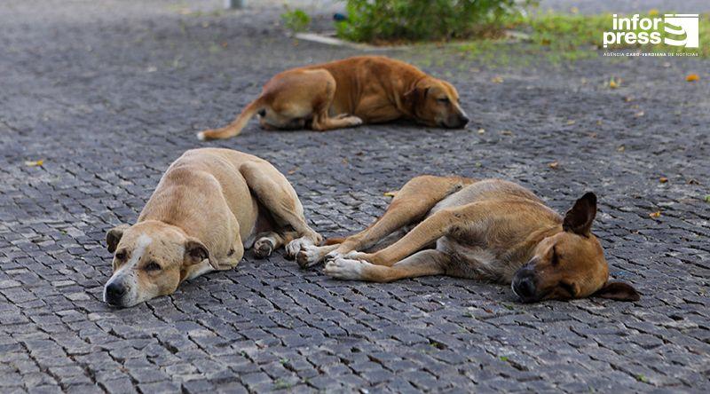 Campanha de Castração de Cães e Gatos Arranca em São Filipe