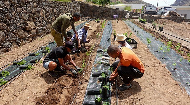 Santo Antão: EcoRaízes aposta no cultivo de plantas medicinais para travar pressão sobre espécies silvestres
