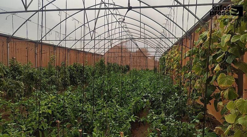 Governo comparticipa em 75% custo de estufas agrícolas através de programa de 90 mil contos