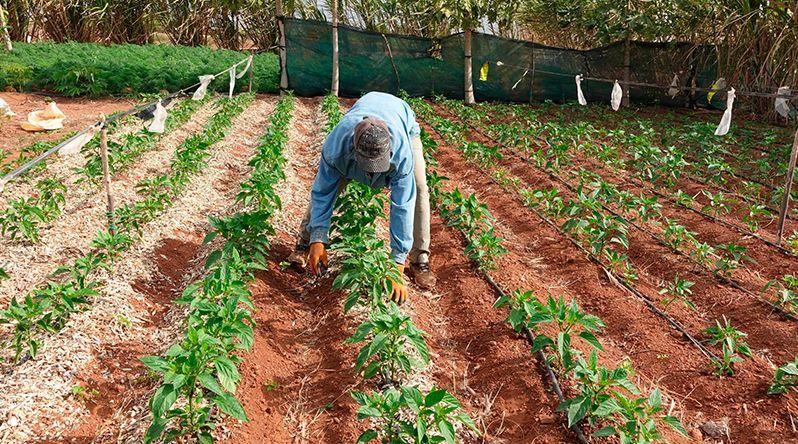 Experiência de Agroecologia em Porto Novo em Destaque