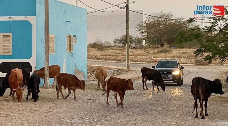 Câmara Municipal do Maio vai recolher animais soltos nas ruas a partir de 20 de Junho