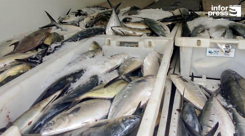 Santo Antão: Projecto Terra Azul enaltece iniciativa da associação dos pescadores de doar pescado às cantinas escolares da ilha