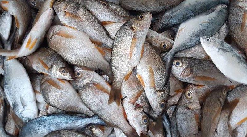 Cabo Verde marca presença pela segunda vez no Conxemar 2026 promovendo produtos de pesca e aquacultura