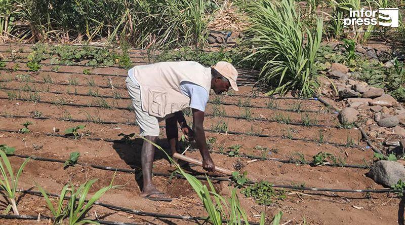 Porto Novo: Agricultores de Ponte Sul/Chã de Mato precisam de 150 metros cúbicos de água/dia para irrigar todas as parcelas