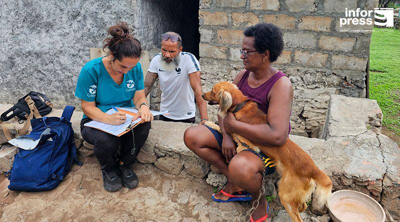 Ribeira Brava: Segunda campanha de castração e desparasitação da CoVets observa cerca de 400 animais