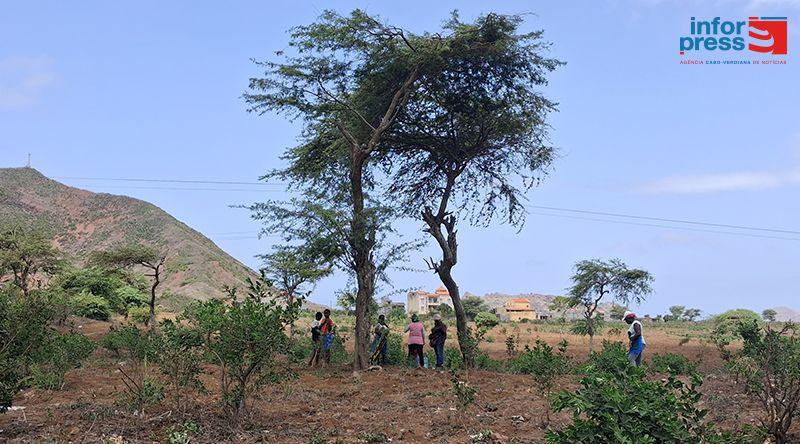 Santiago Norte: Campanha agrícola arranca entre chuva irregular, falta de mão de obra e pragas