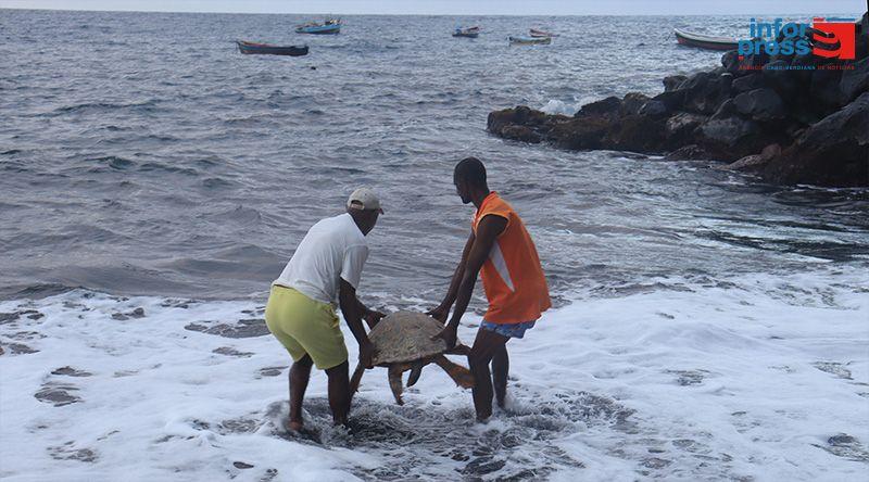 Porto Novo: Técnicos e voluntários prontos para época de monitorização das tartarugas marinhas – Terrimar