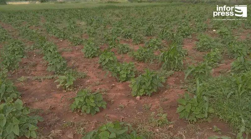 Maio: Falta de água continua a condicionar produção agrícola apesar das últimas chuvas
