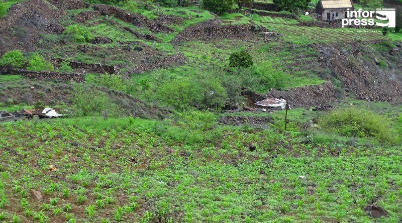 Porto Novo/Ano agrícola: Falta de trabalhadores condiciona actividade agrícola no município