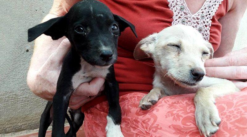 Praia: Campanha da Associação Bons Amigos já ultrapassou 200 animais