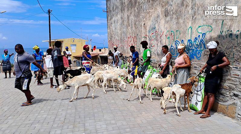 Santa Catarina: Lantuna aposta na criação de carneiros para tirar mulheres da apanha de areia