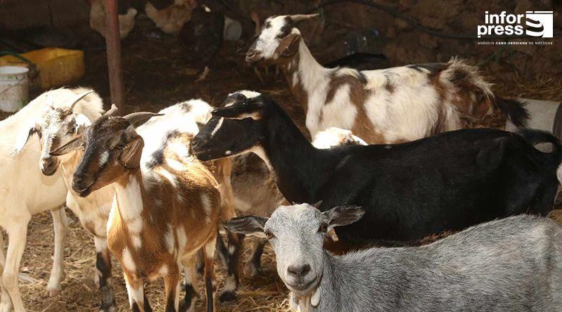 Porto Novo: Ministério de Desenvolvimento Rural prepara plano para acudir criadores de gado – delegado