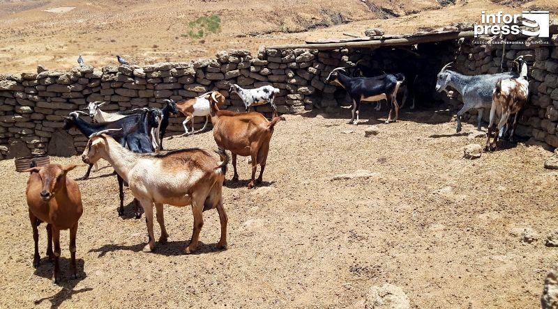 Porto Novo: Criadores regozijam-se com projecto sobre pastoreio sustentável no parque natural de Topo de Coroa