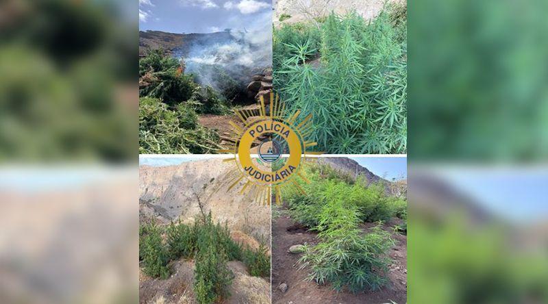 Santa Catarina: PJ desmantela duas parcelas agrícolas com 741 kg de canábis