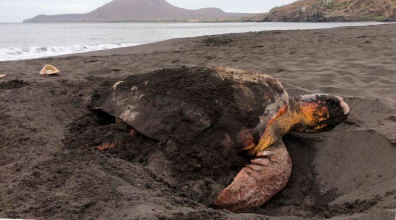 Tarrafal: Lantuna regista primeiro ninho de tartaruga-verde em Ribeira da Prata e protege 51 ninhos