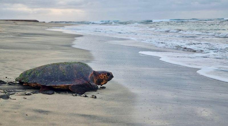 Maio: Temporada de conservação das tartarugas marinhas com menos financiamento e apanha ilegal