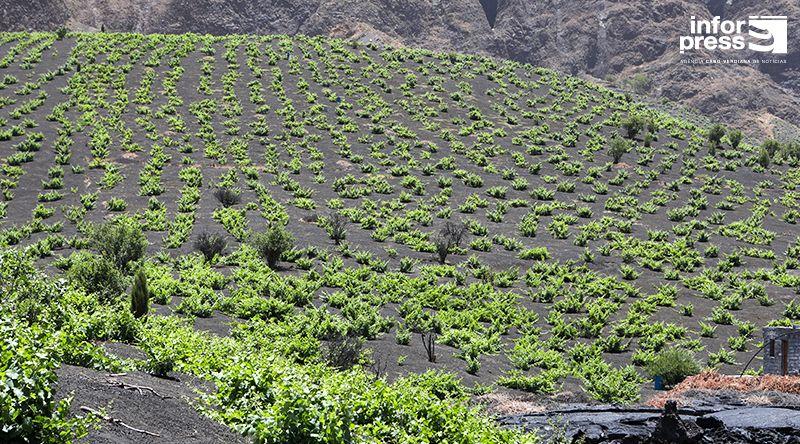 Fogo: Produtores de vinho com perspectivas distintas em relação à produção