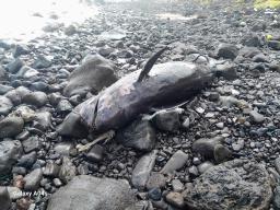 Duas baleias-piloto dão à costa em São Nicolau e IMAR alerta para sinais sobre a saúde dos oceanos