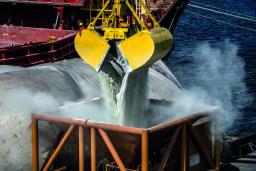 Conflito ameaça desencadear crise alimentar global com impacto profundo em África