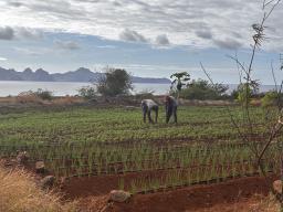 Intercâmbio agrícola junta Maio e Santo Antão na busca por maior produtividade