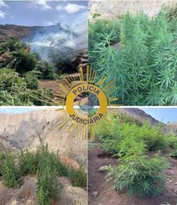 Santa Catarina de Santiago: PJ desmantela duas parcelas agrícolas com 741 kg de canábis