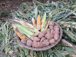 Agricultura de Santo Antão passa por “muitas dificuldades”