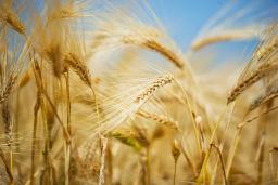 Cooperação com China e FAO beneficia 4.500 pessoas e reduz perdas agrícolas em Cabo Verde