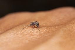 Dia Mundial do Mosquito: Equipas no terreno reforçam vigilância e controlo do mosquito