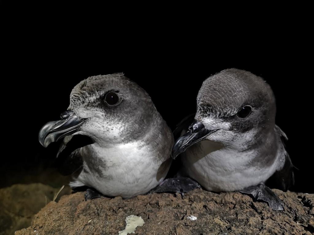 País/
Iluminação costeira ameaça reprodução e sobrevivência das aves marinhas